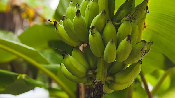 吃降压药不能吃香蕉？医生：长期服用降压药的人，3种食物别乱吃