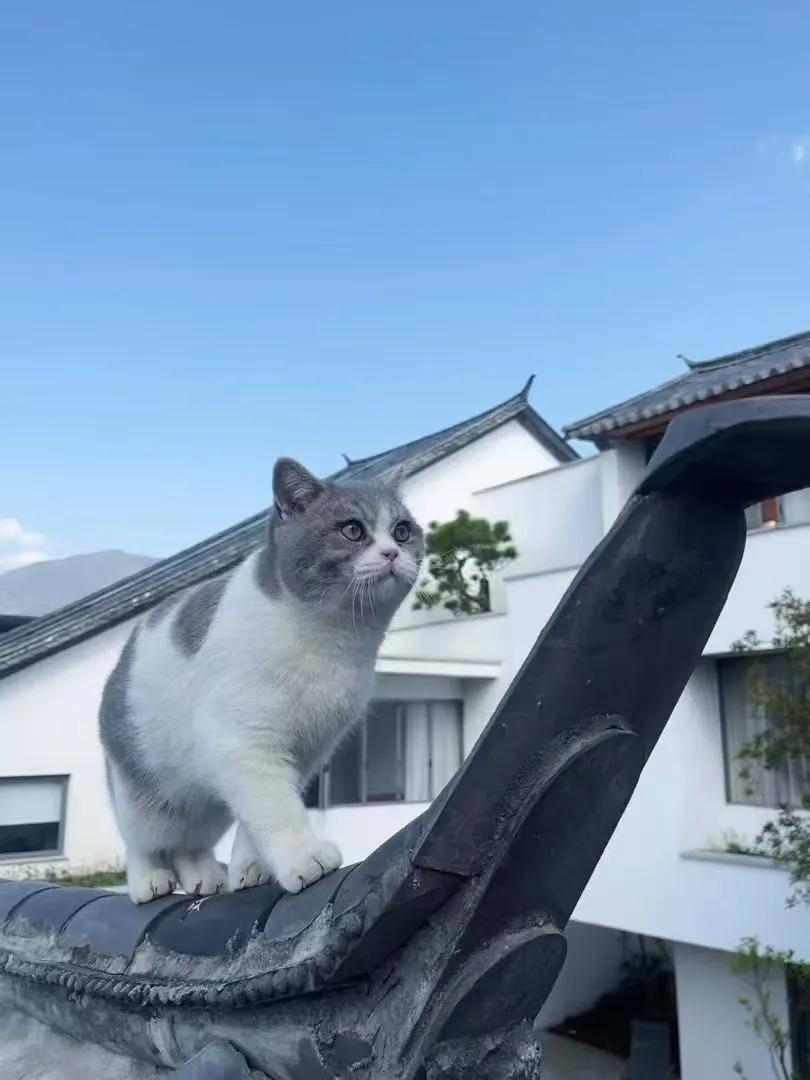 v2-131edf415ff69e975a4737fe8cba6954_1440w v2-131edf415ff69e975a4737fe8cba6954_1440w