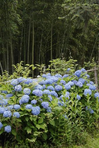 v2-4d42c9f6d886ca4c1dad71d65a13e483_b