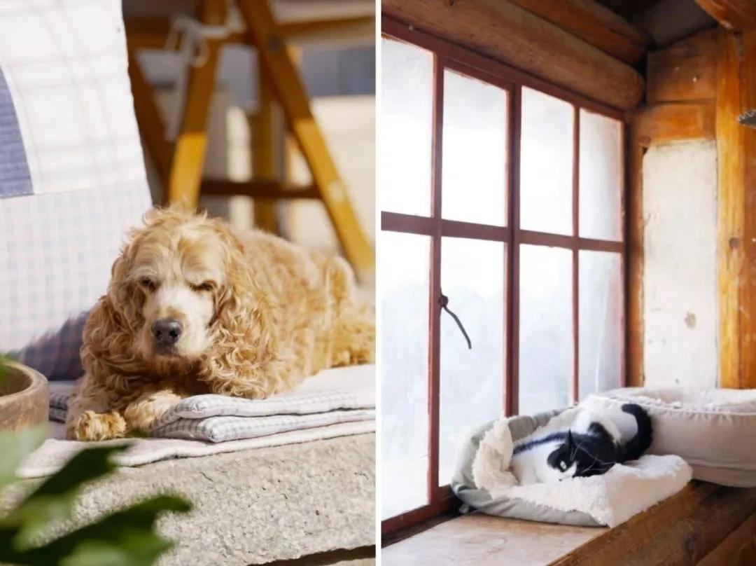 v2-558e4dd53daf89459469787eb5e993b2_1440w v2-558e4dd53daf89459469787eb5e993b2_1440w