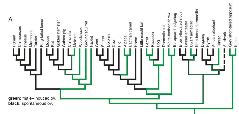 女性性高潮，没有明显的进化益处，为何得以保留？