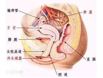 这5件事，会导致女生阴道松弛
